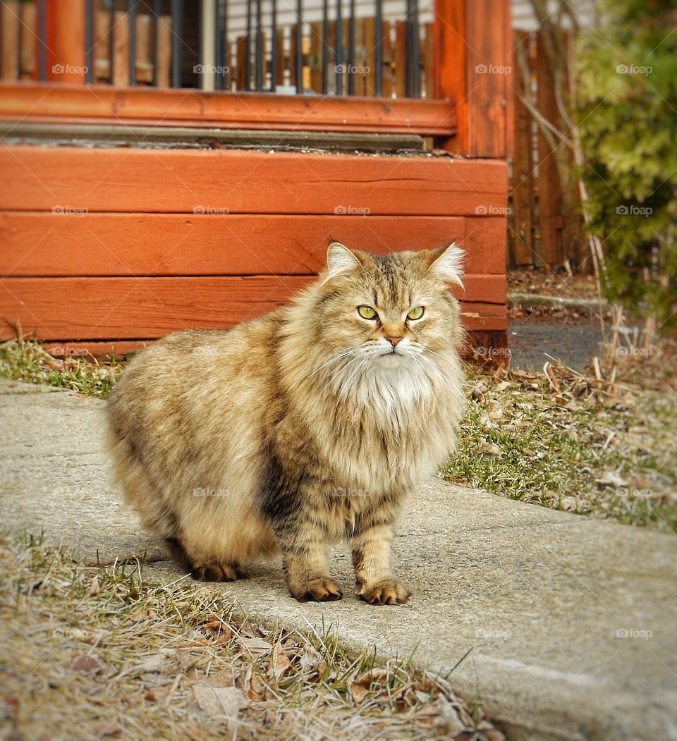 Fluffy Cats