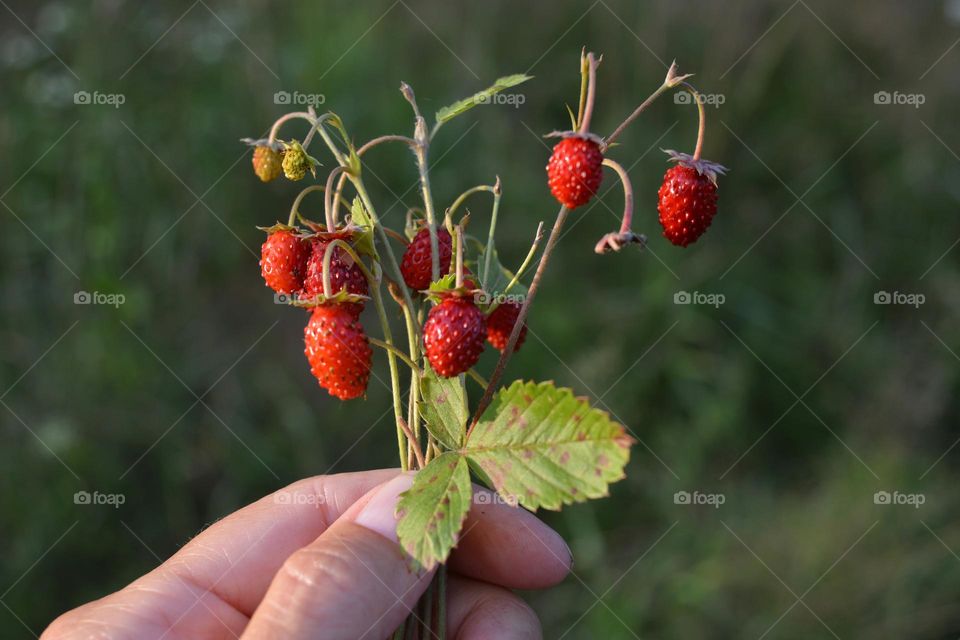 wild strawberries on a branch in the female hand in sunlight, love earth