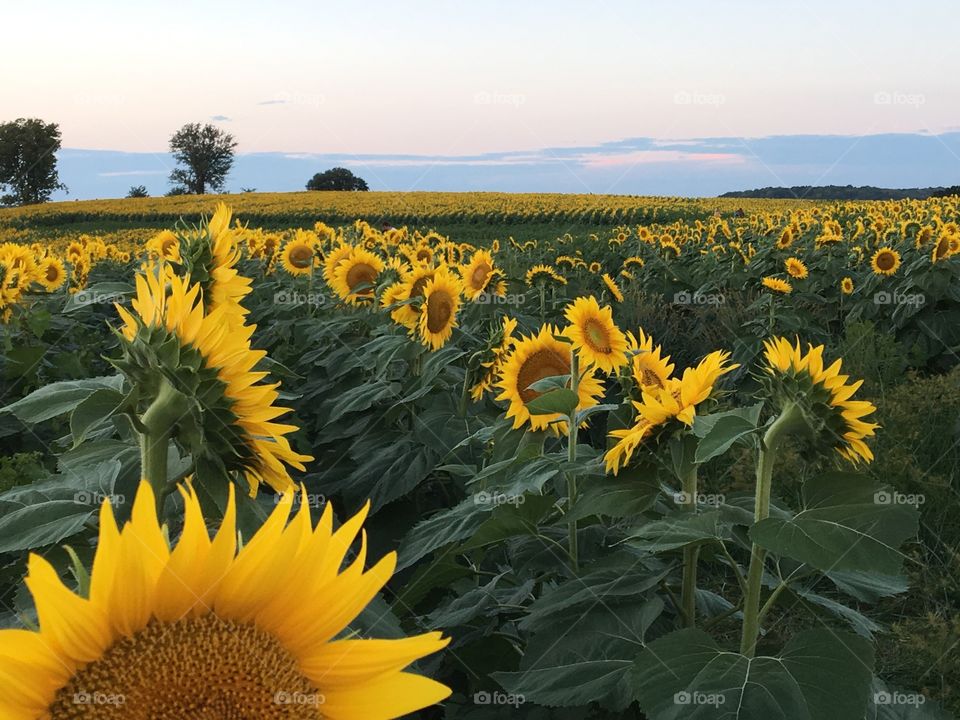 Sunflowers 
