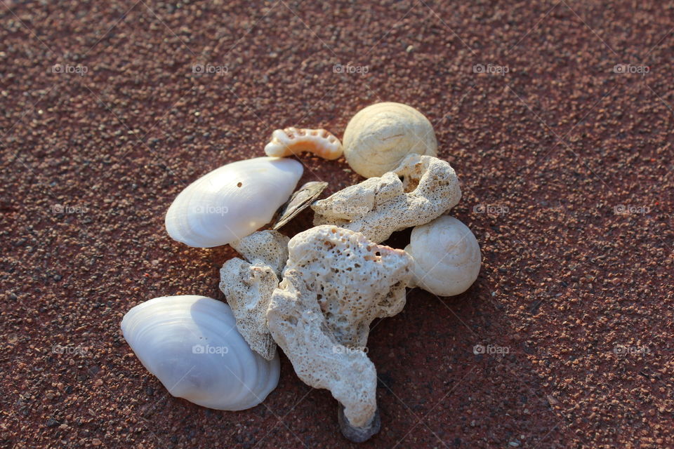 seashells