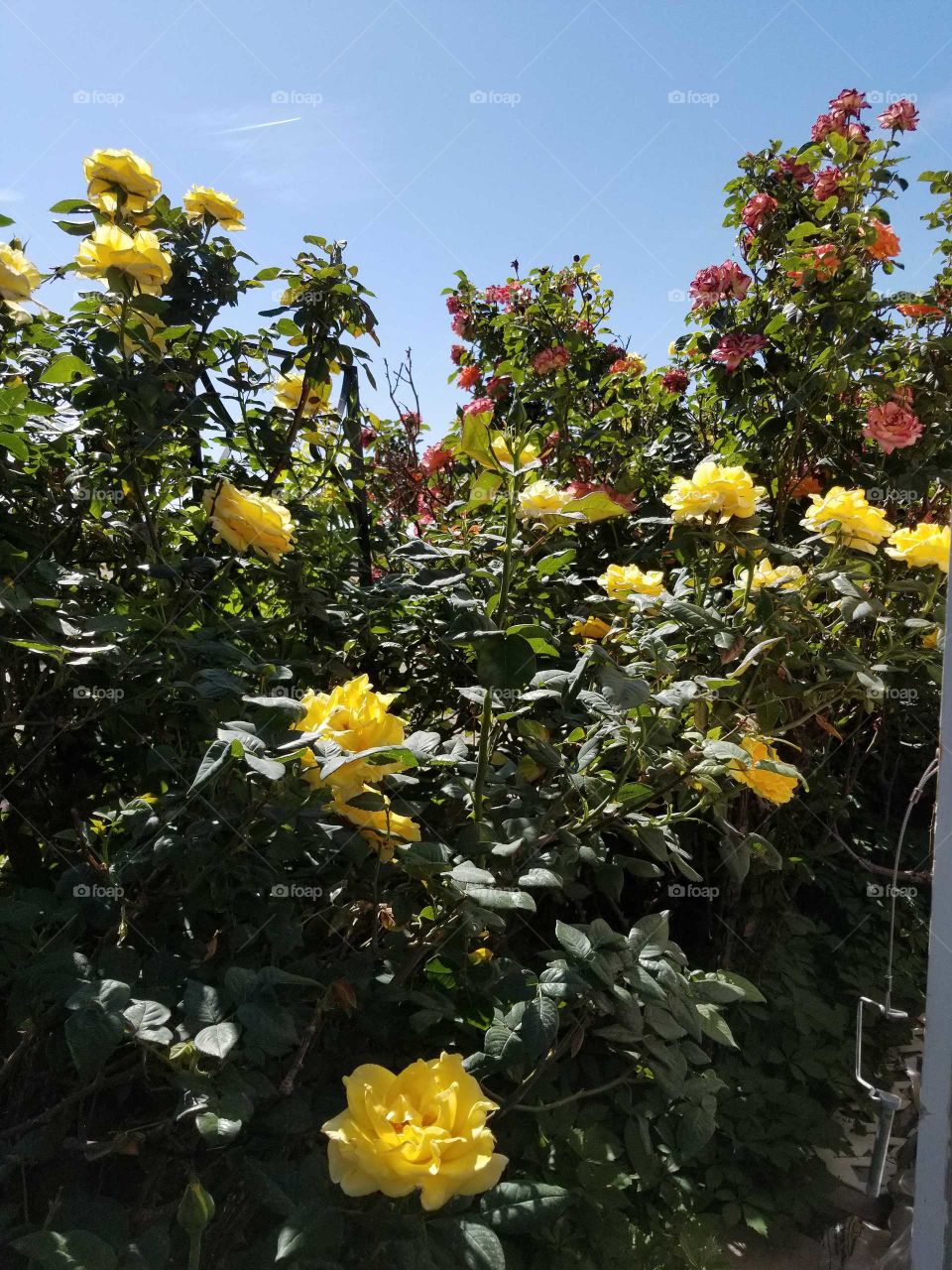 beautiful yellow and orange roses blooming in the desert