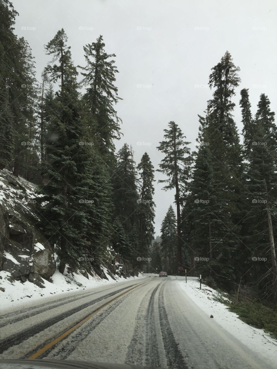 Snow, No Person, Road, Wood, Tree