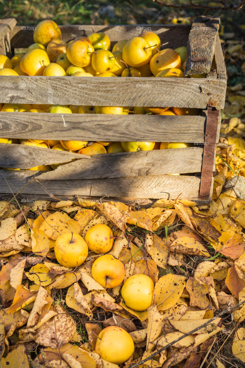 Harvest ripe juicy and tasty apples. Harvested juicy apples from fertile trees.