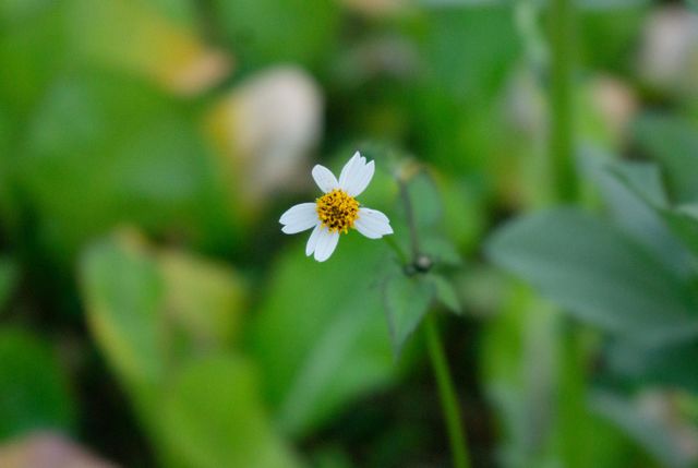 Macro shot with my sony