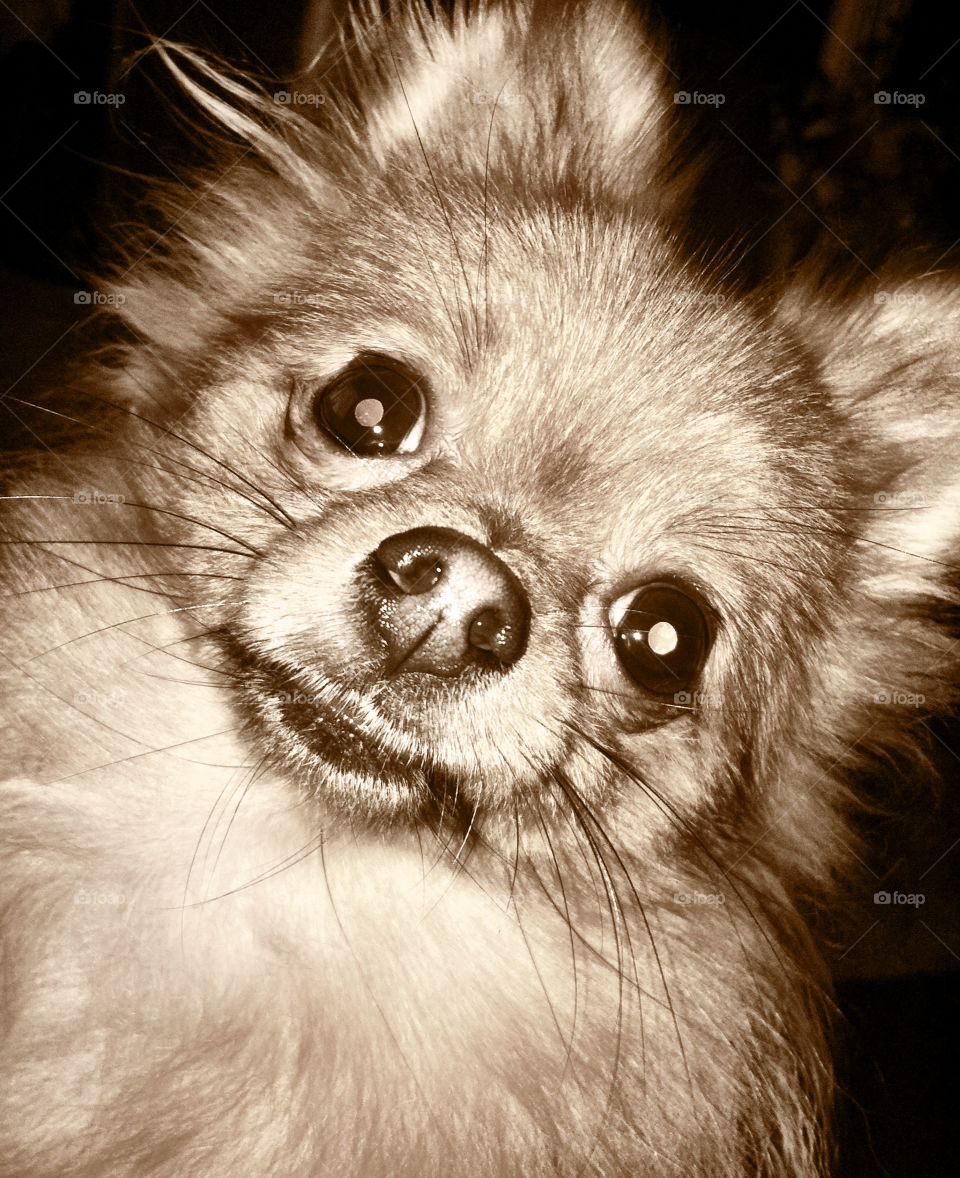 dog animal funny pet by binkyboo