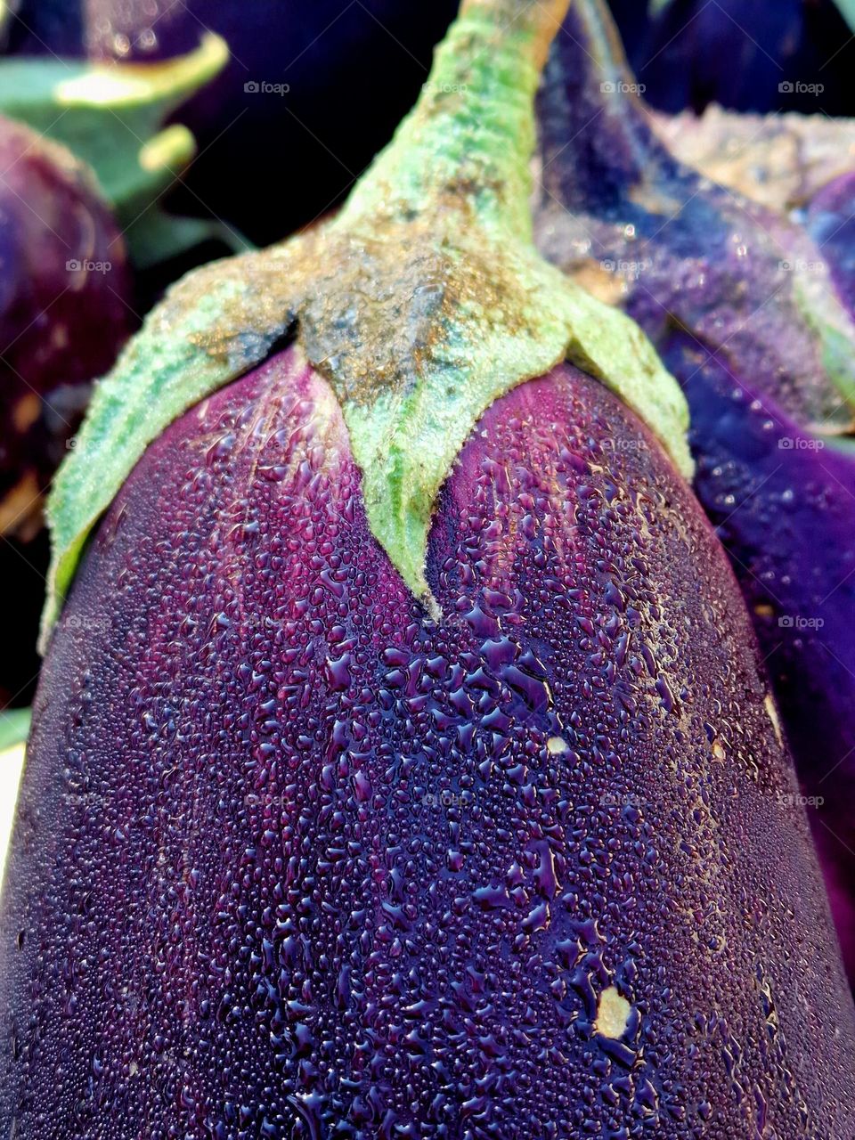 morning dew on the eggplant