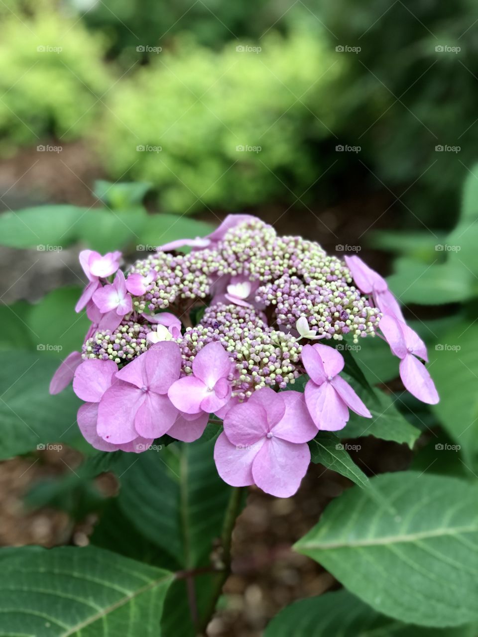 Pink Hydrangea