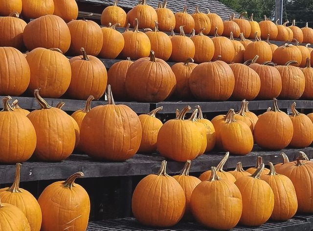 Pumpkins for sale