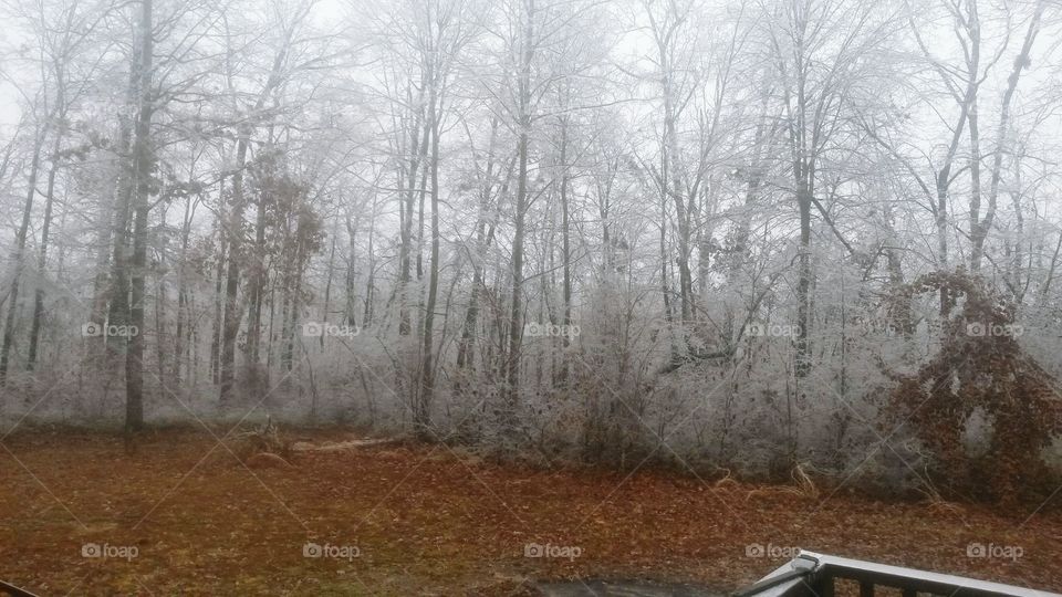 Foggy morning, trees covers in ice like a horror movie.