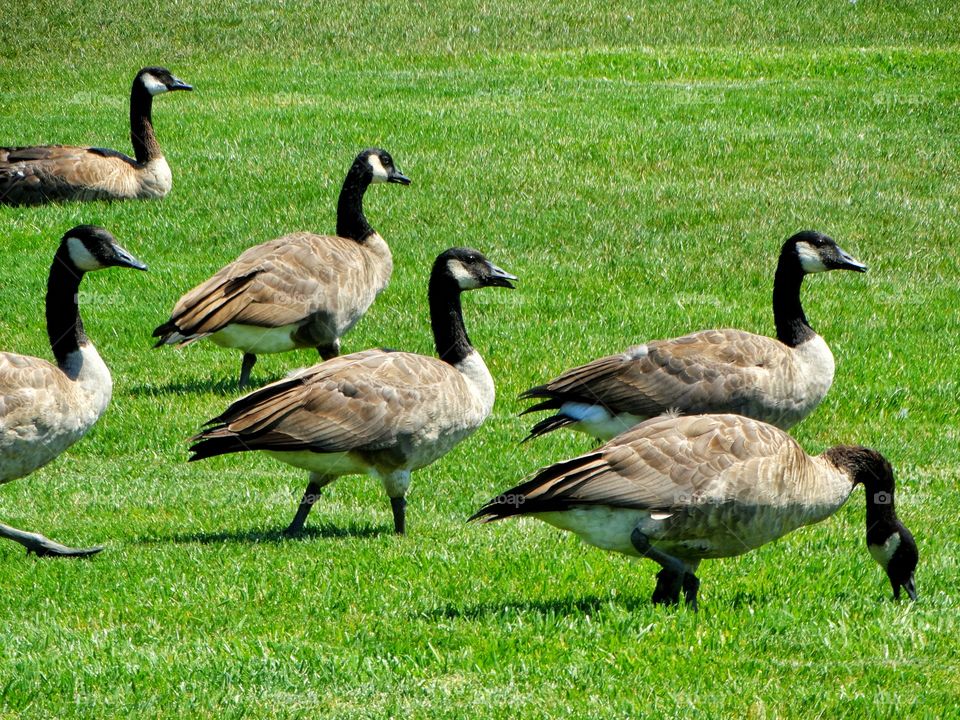 Canada Geese
