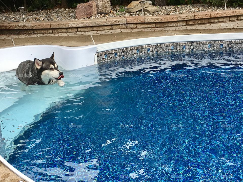 Husky dog swimming in swimming pool outdoors