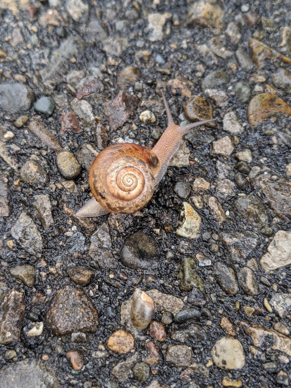 Spring Snail