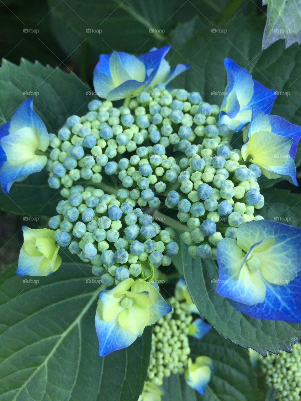 Ocean park - hydrangea #2