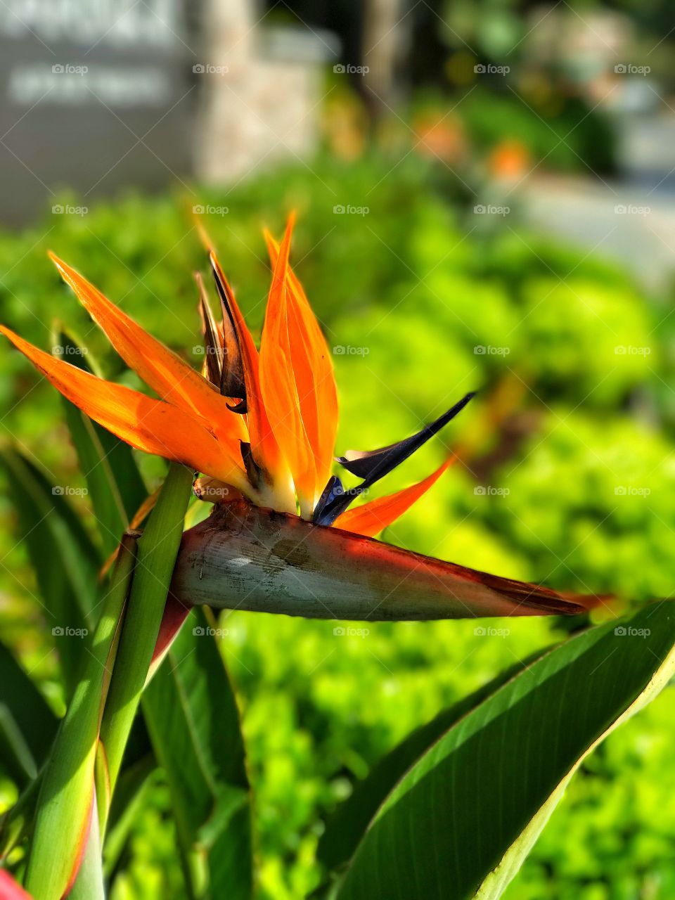 Beautiful orange tropical flower blooming in the sun. 