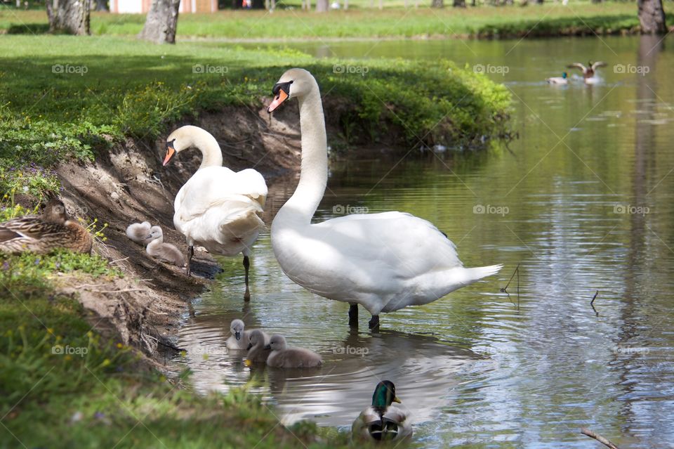 Swans with cygnets . Swans with cygnets 