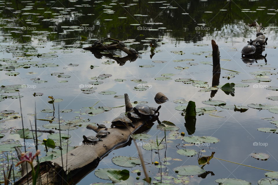 Turtles on a log in a pond near the woods with lily pads