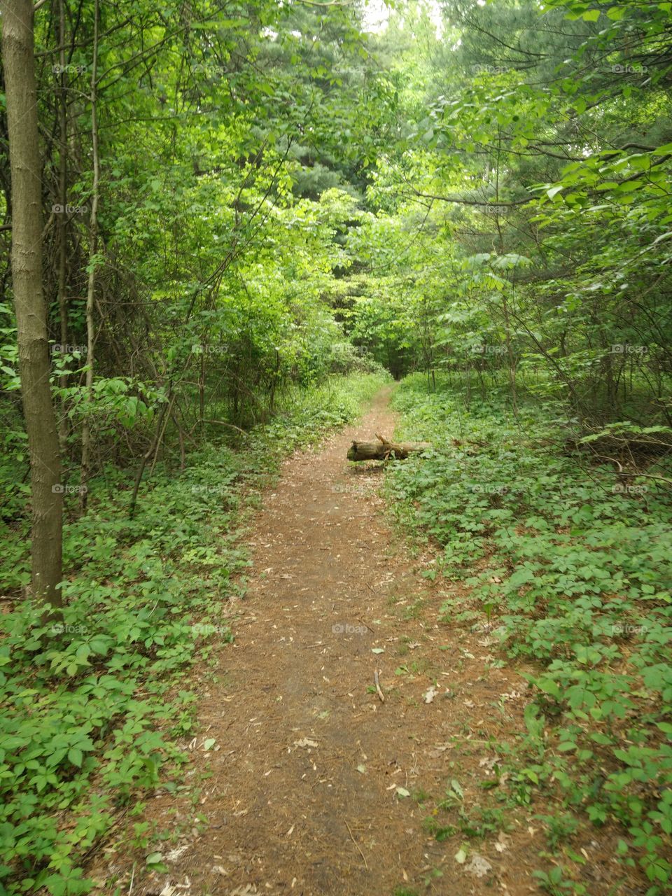 Trail in Michigan 