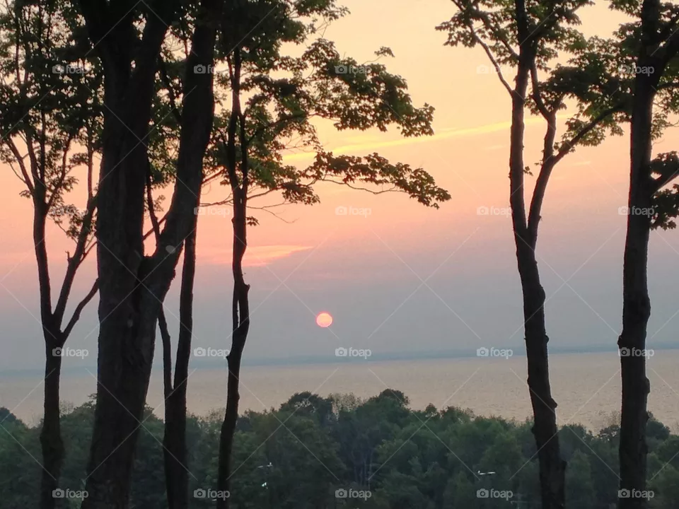 Tree, Landscape, No Person, Dawn, Nature