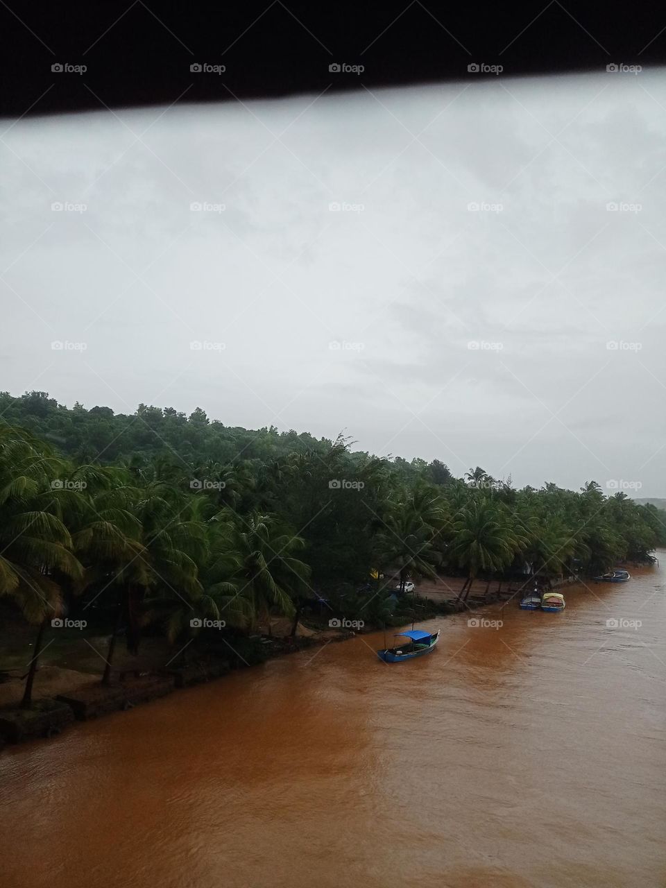 Beautiful coconut tree with river it's looking nice nature photography