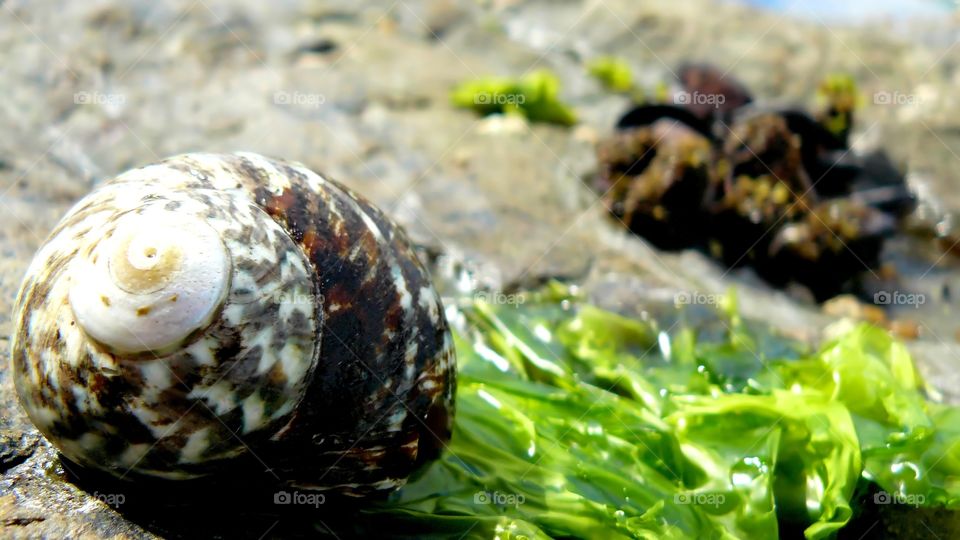 Seashell beach macro . Macro of a great beach shell Tasmania 
