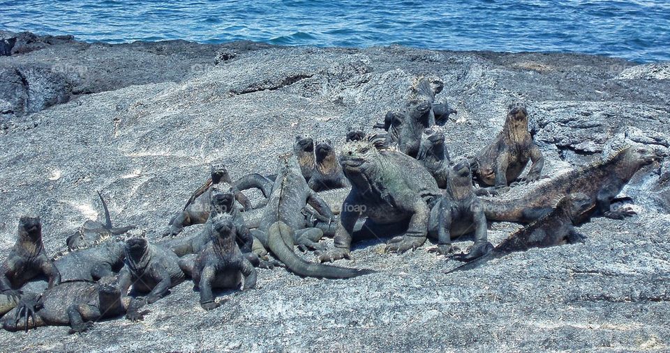 Marine iguanas