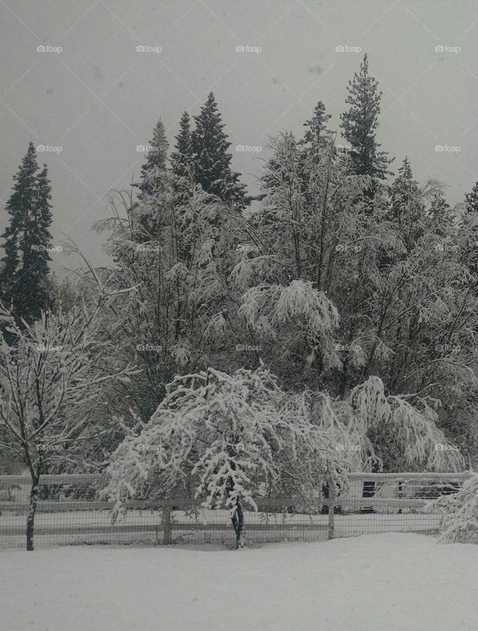 Beautiful Spring Morning, snow included