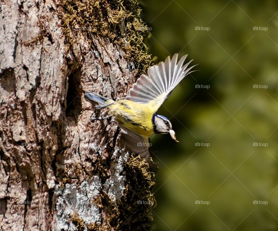 Eurasian Blue Tit removes poo sac from nest
