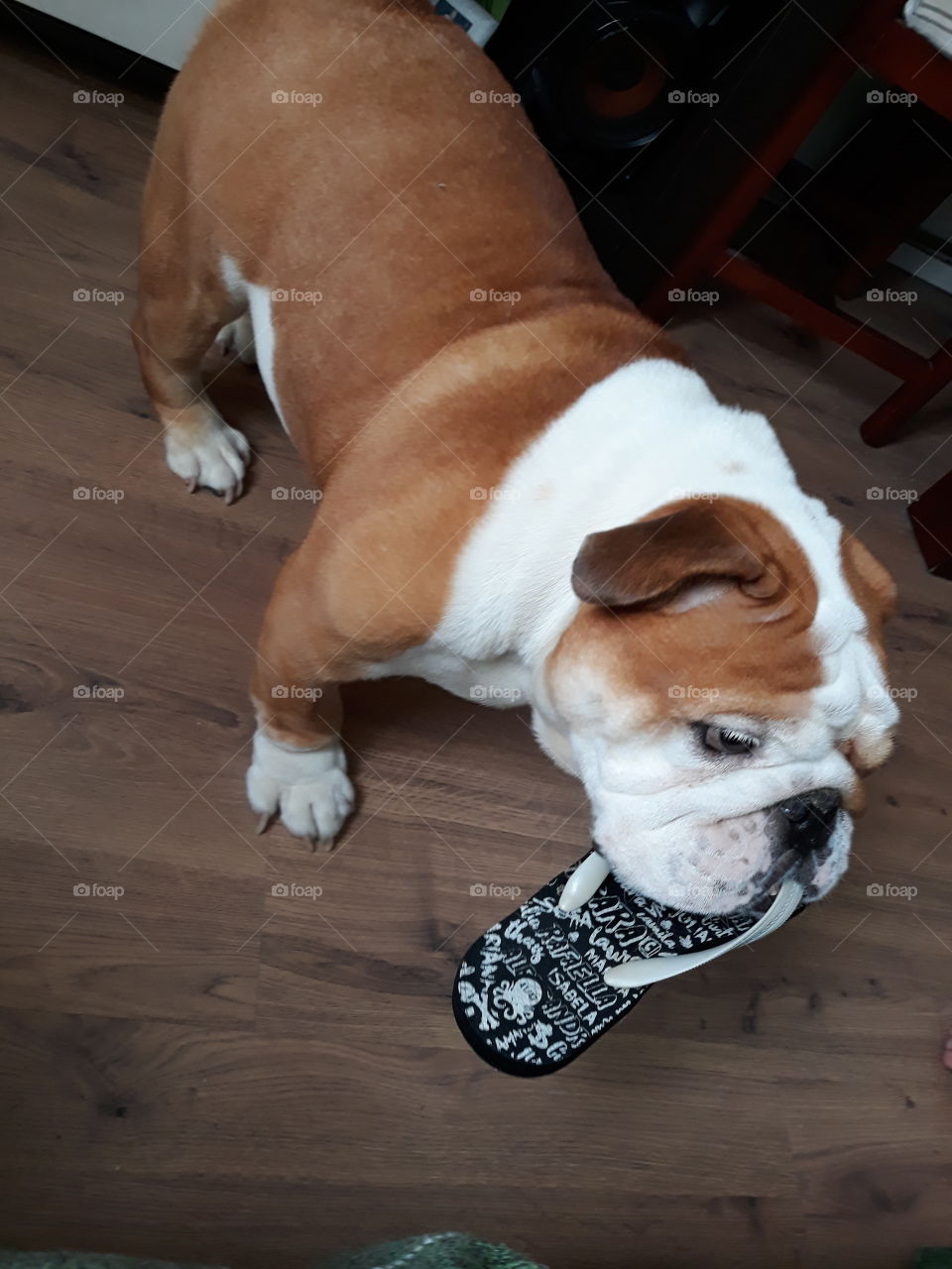 My  Bulldog is playing