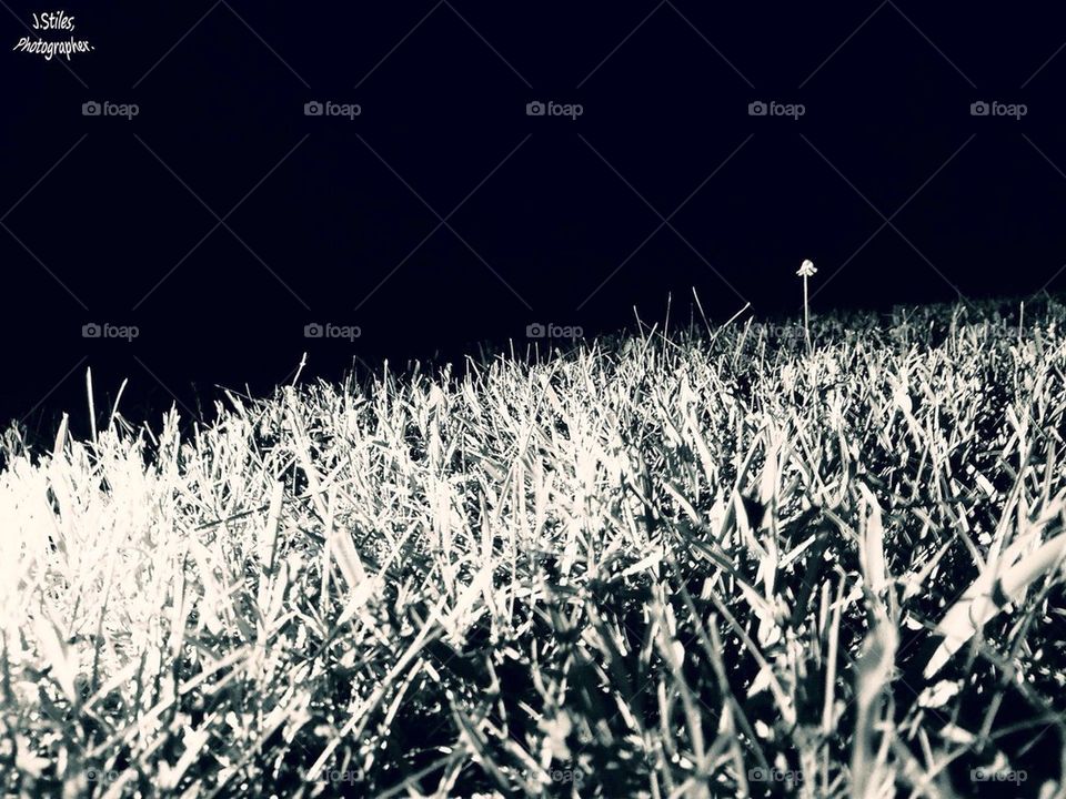Night Grass