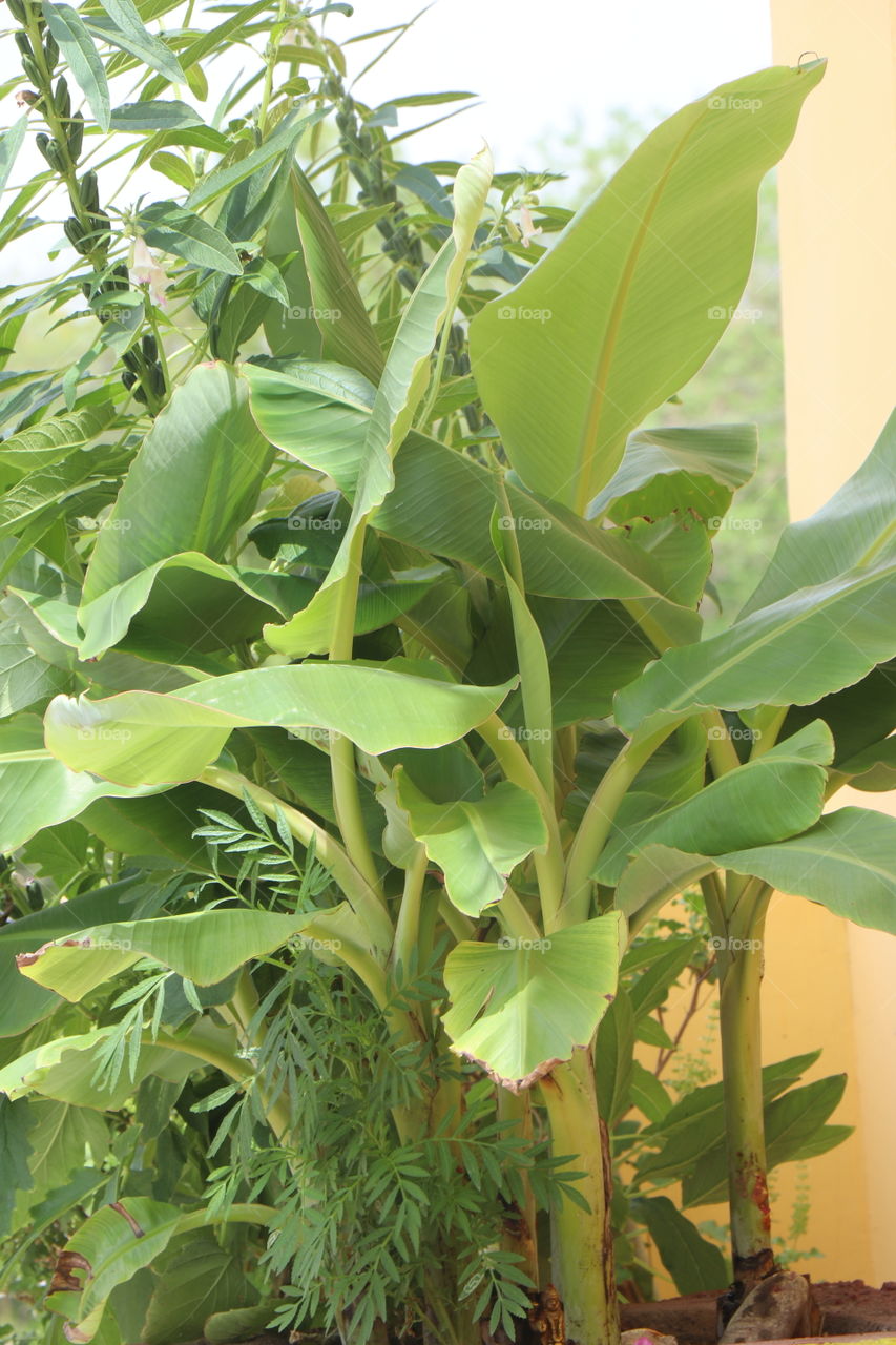Banana plant,genda plant,