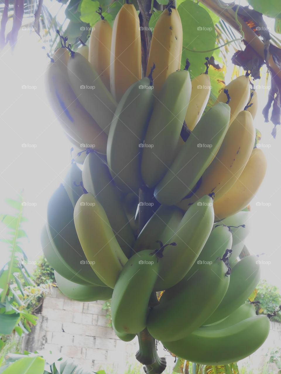 Sunlight Effect on Banana Bunch