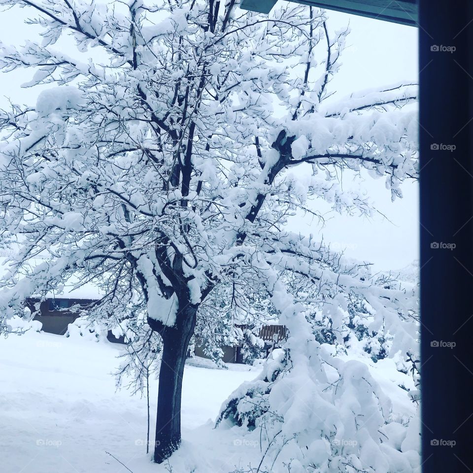 Tree with snow
