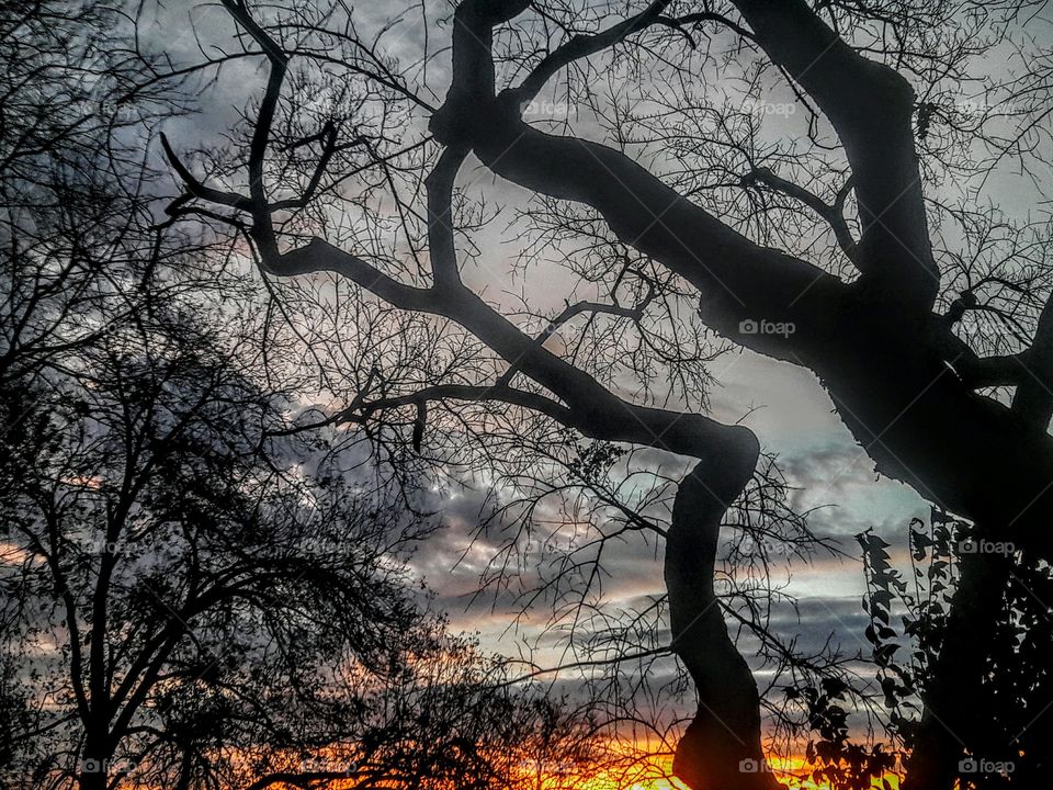 Sunrise through the Trees