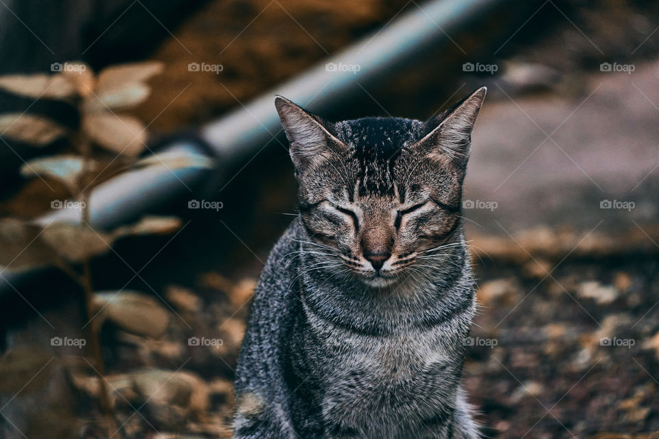 Domestic cat  - Egyptian mau  cat