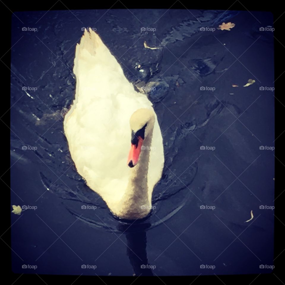 Swan 