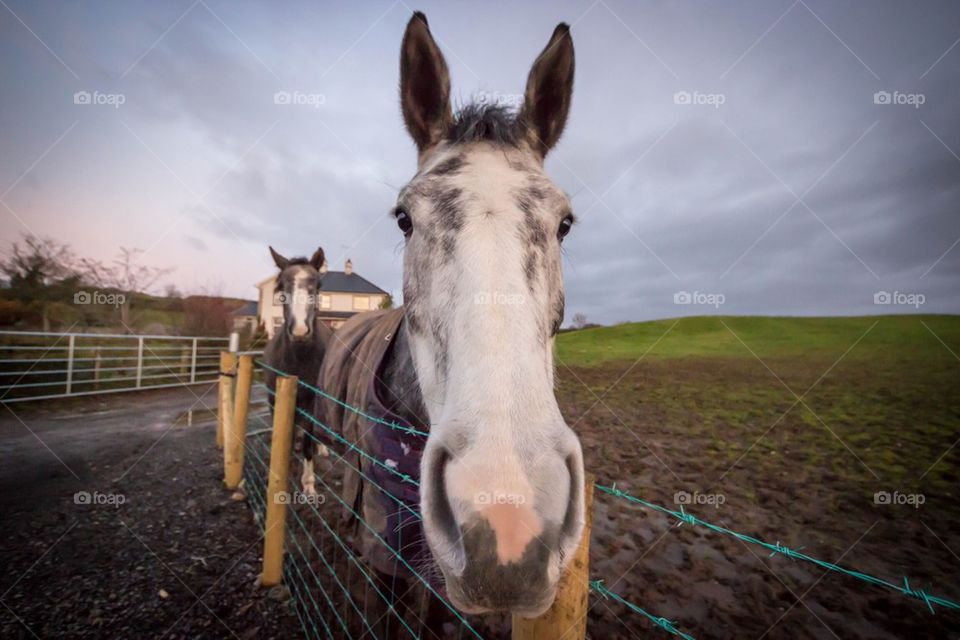 Farm horses on a green grass field 