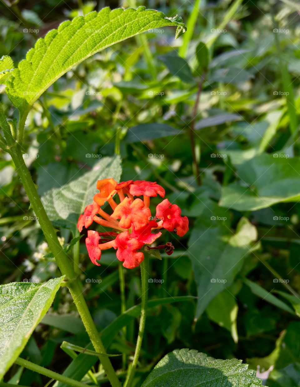 Wild flower 