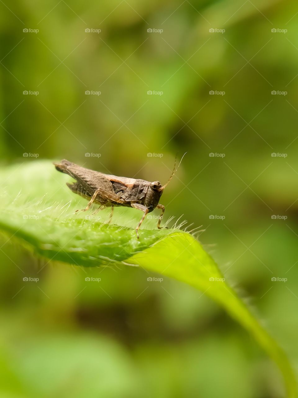 Grasshopper on green leaf.