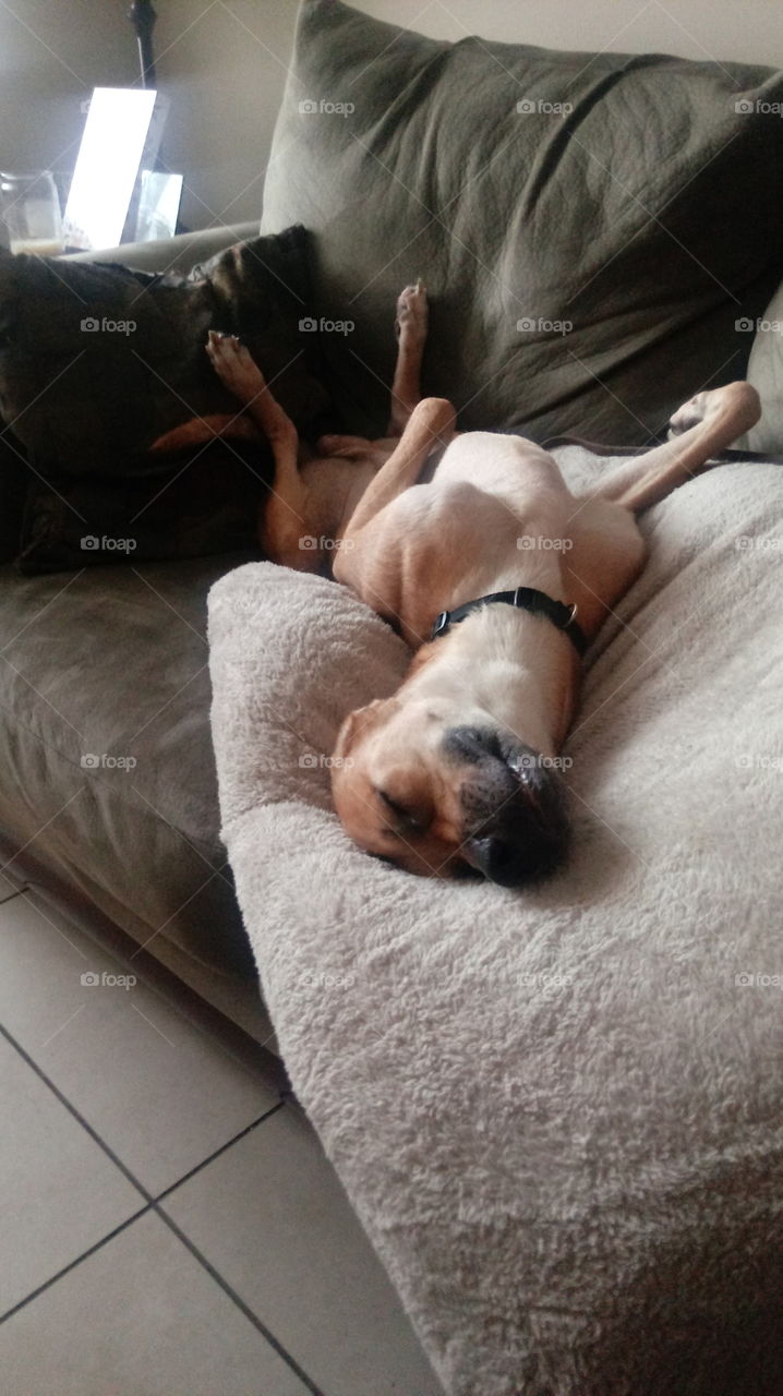 My big boy, Rocco, hamming it up as ge sleeps! dog, big, cute