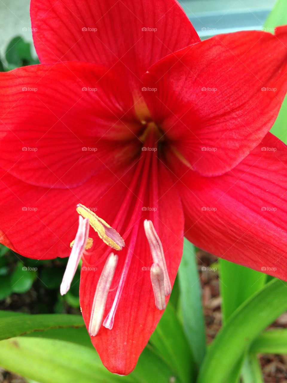 Red Lily