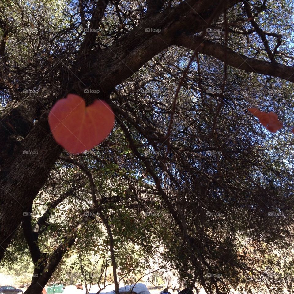 Heart Of The Central Sierra