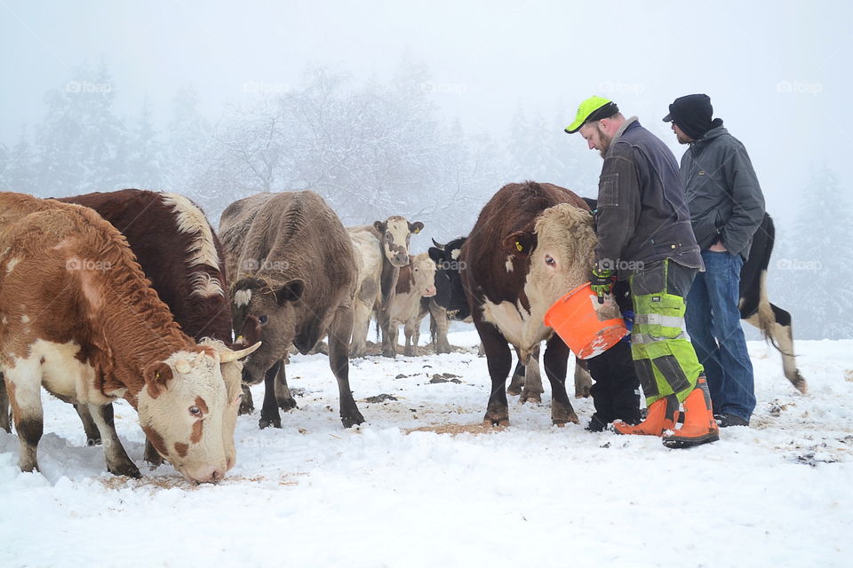 A bull eating from a bucket in the farmers hands