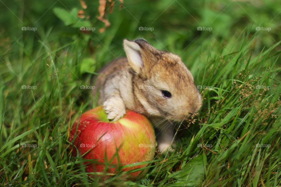 Rabbit with an apple 
