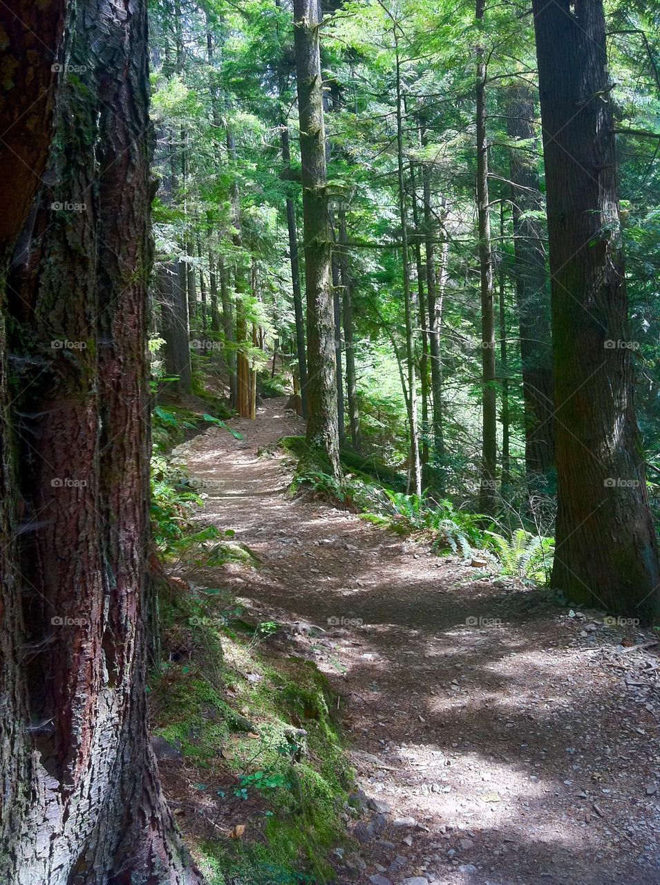 In the shadows on the Buntzen Lake trail.