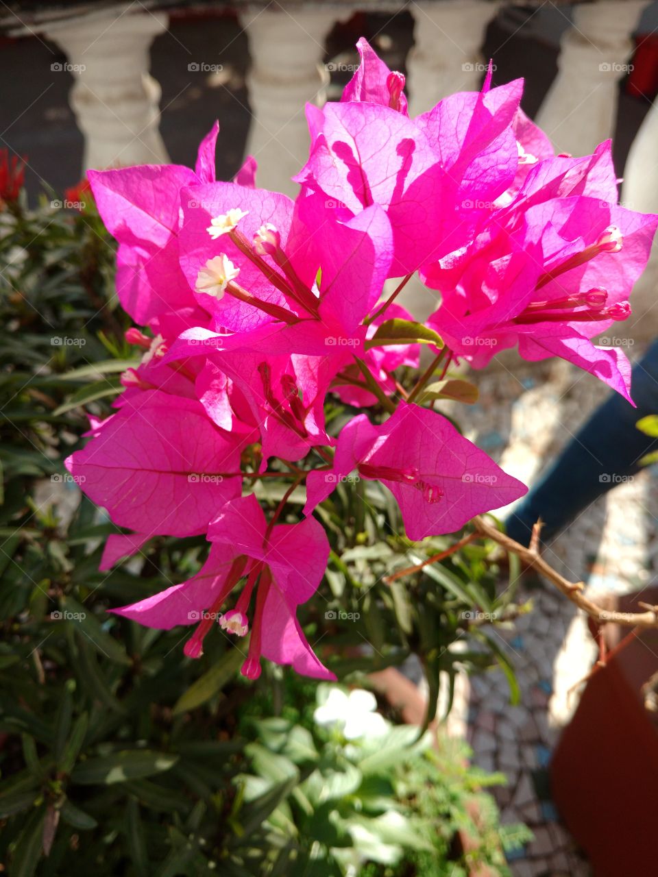 Pink flower blooming in the sunlight