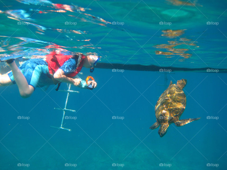sea wildlife turtle underwater by Romulus66