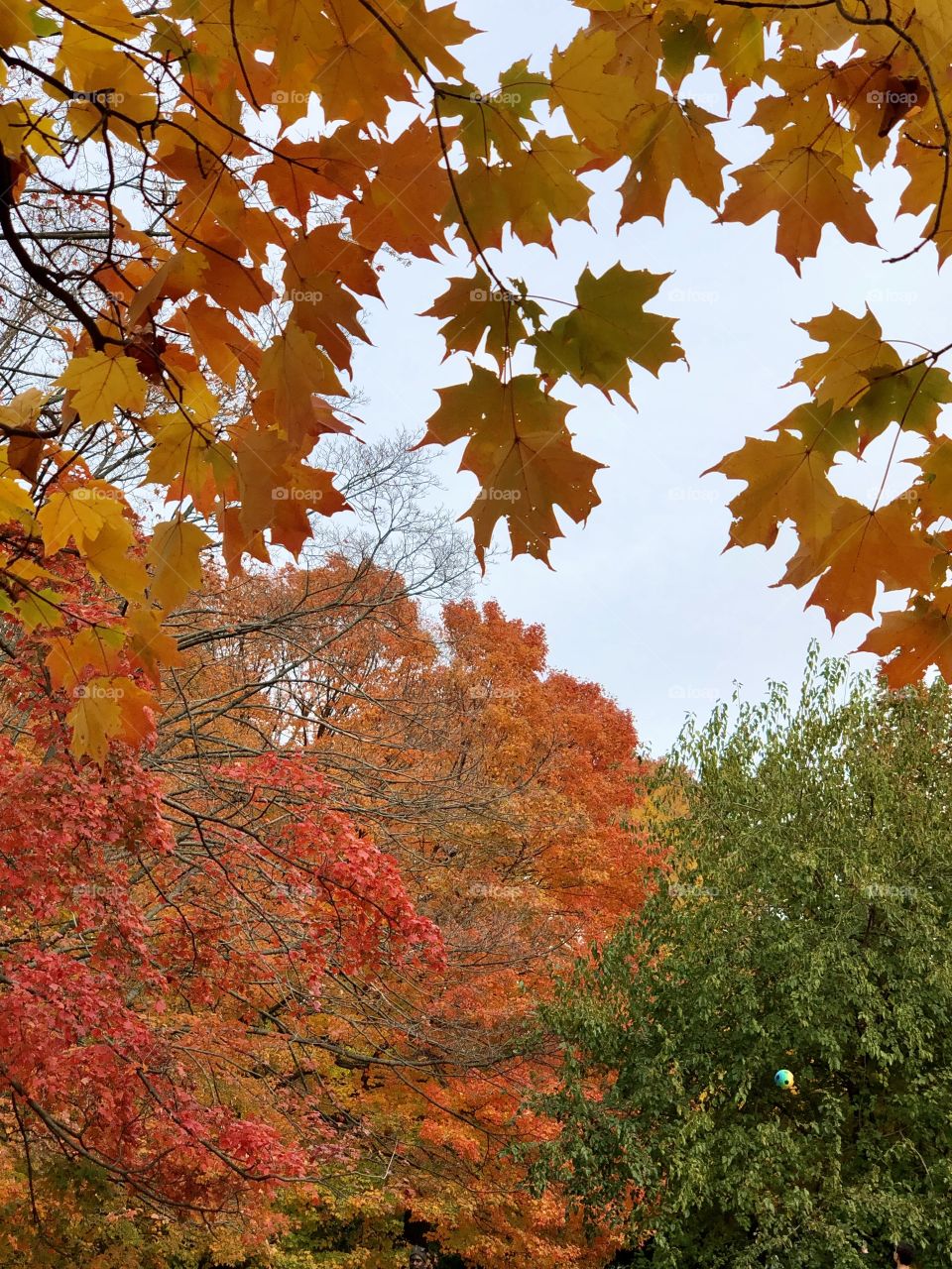 Beauty of fall at prospect park