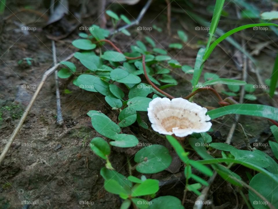 leaf image and mushroom