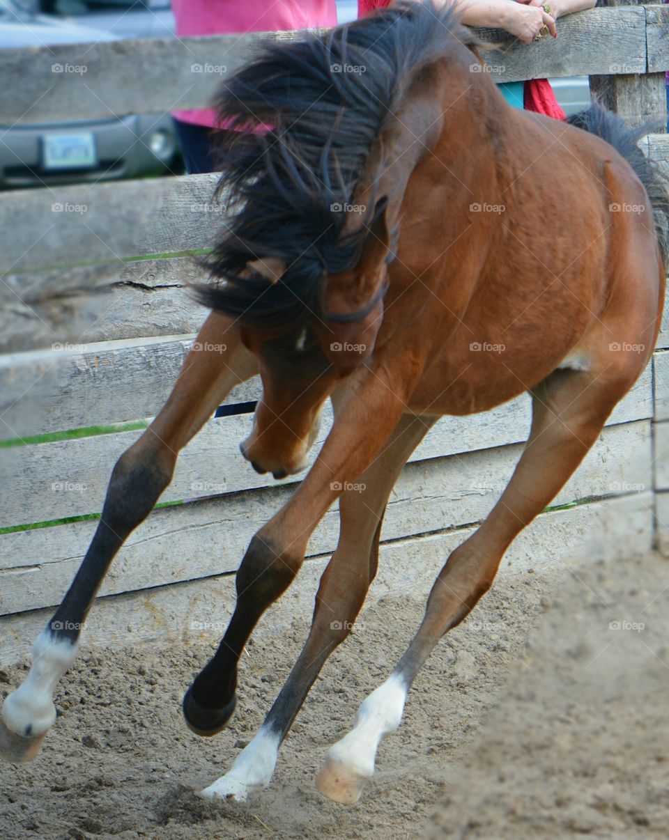 happy horse