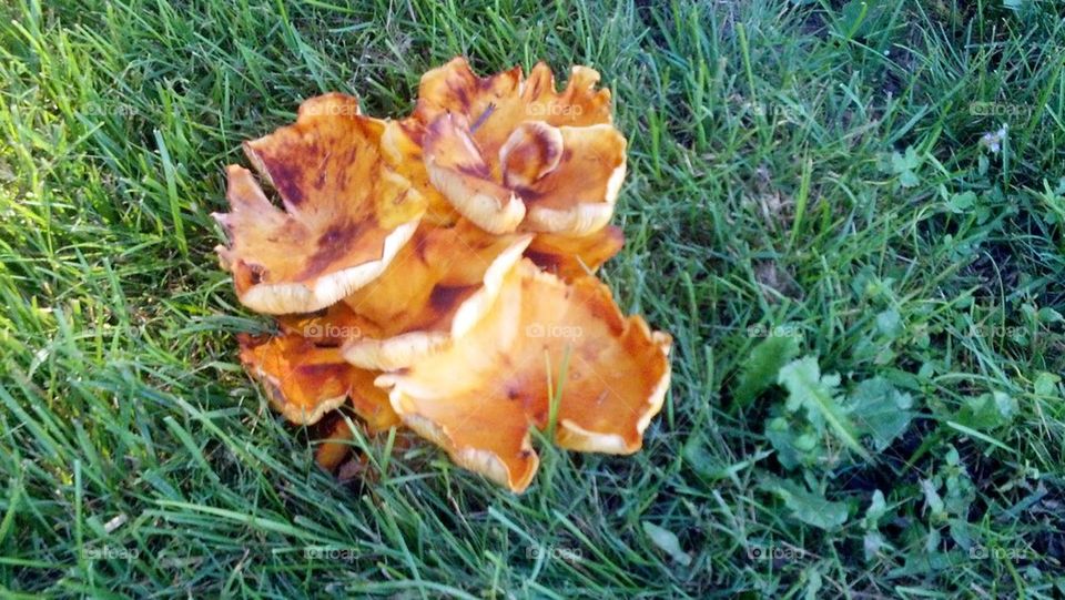 Backyard mushrooms